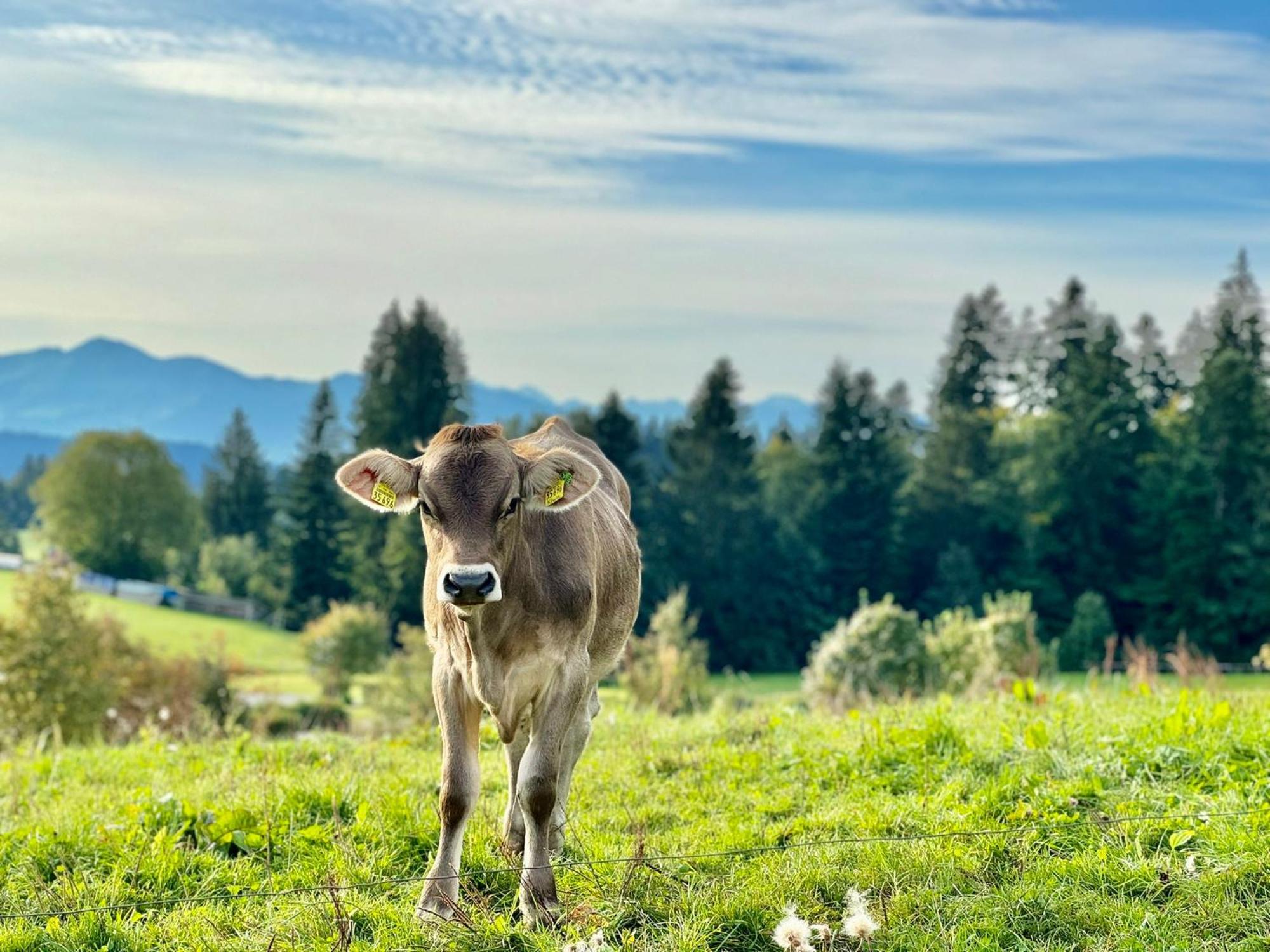 Appartamento Jj Living - Alpenblick Scheidegg Esterno foto
