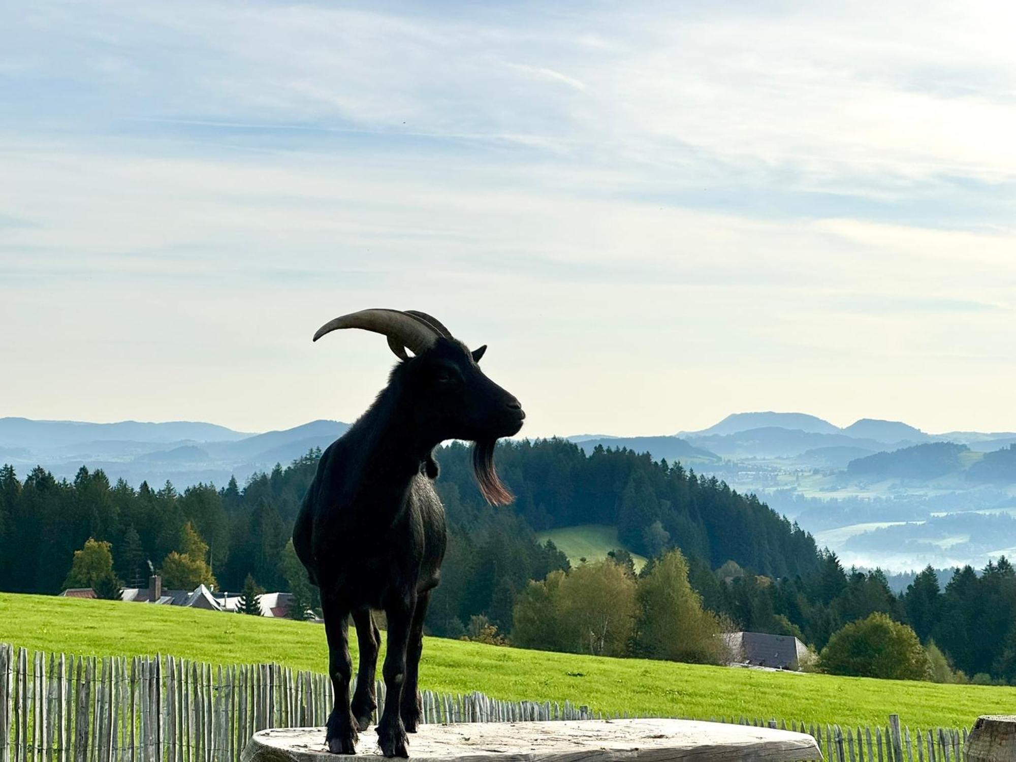 Appartamento Jj Living - Alpenblick Scheidegg Esterno foto
